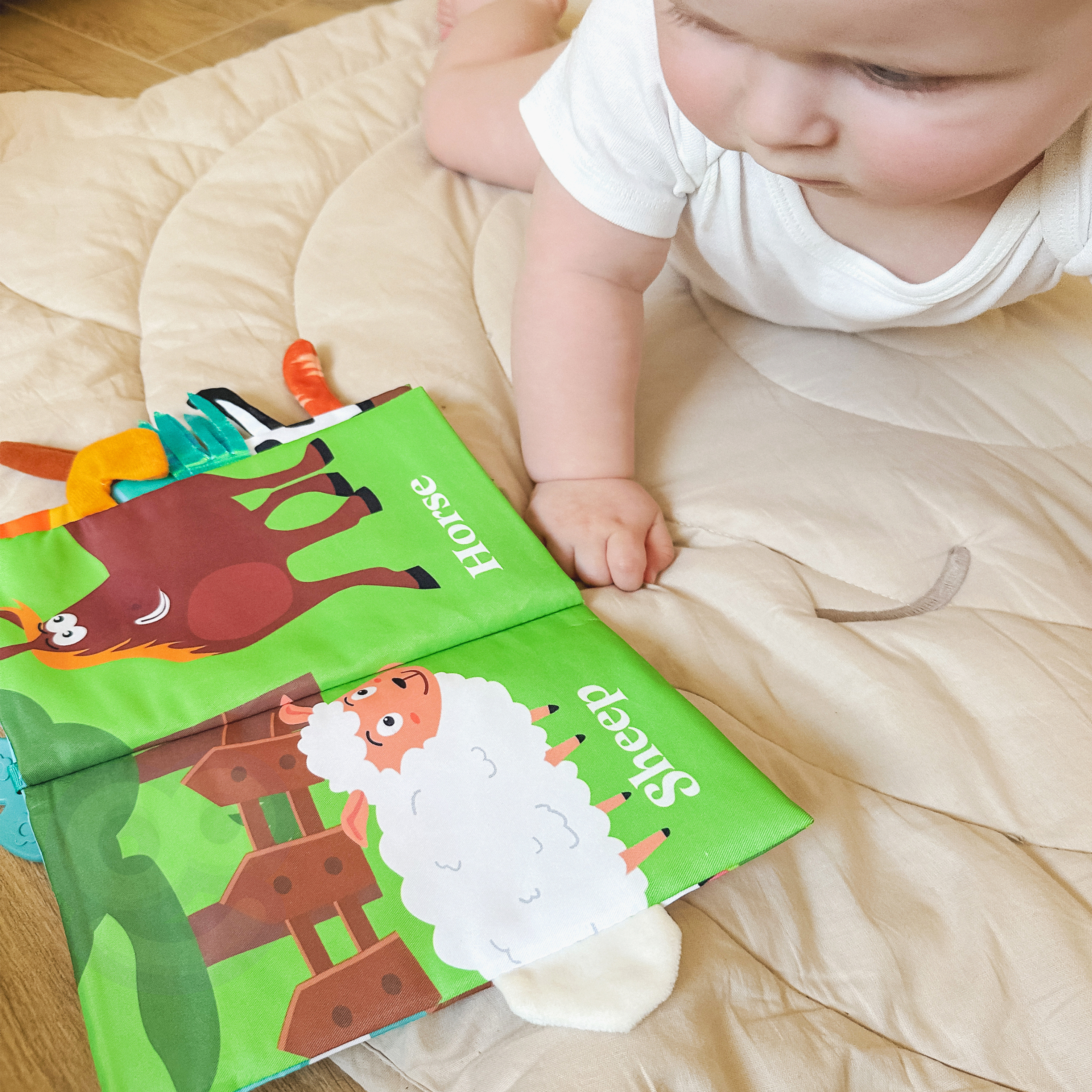 Krabisevad lehed arendavad meeli