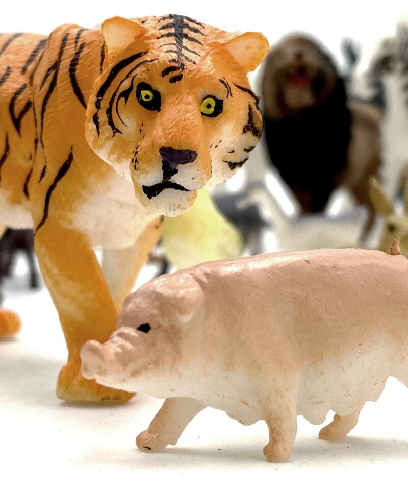 Praktiline hoiukarp loomade hoidmiseks