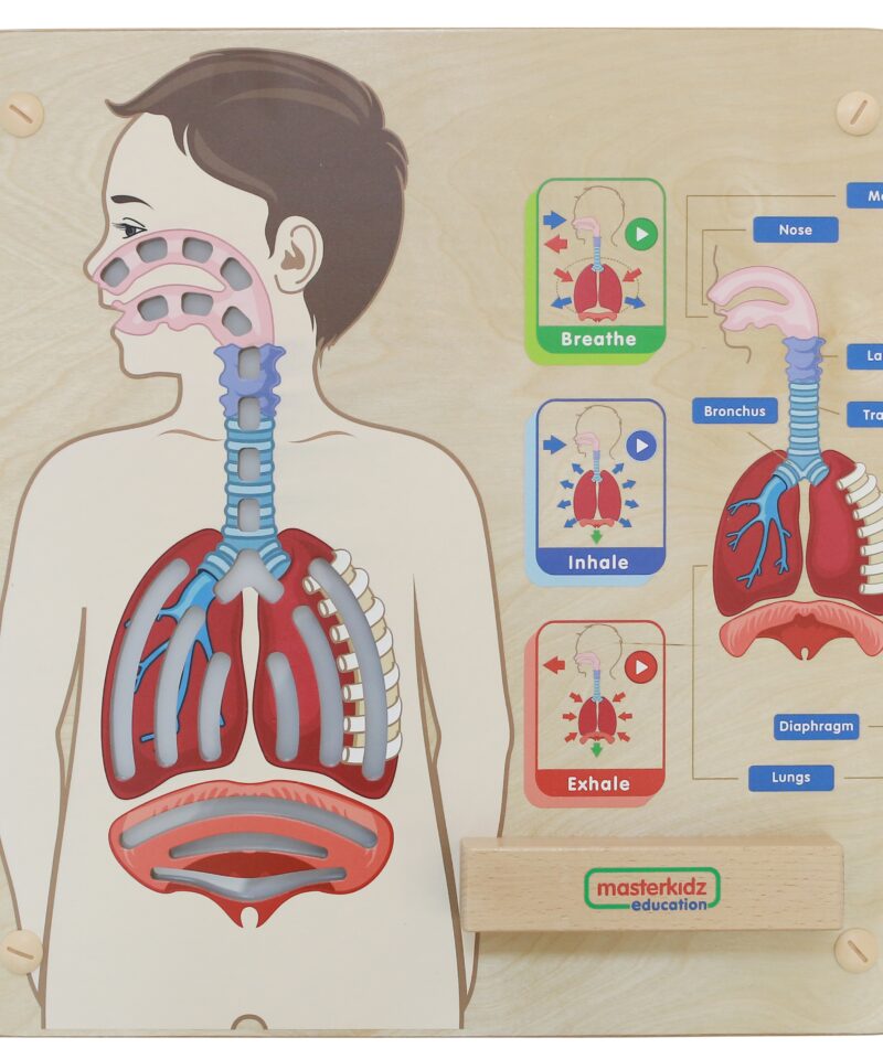 Interaktiivne hingamissüsteemi õppetahvel koos valgusefektidega