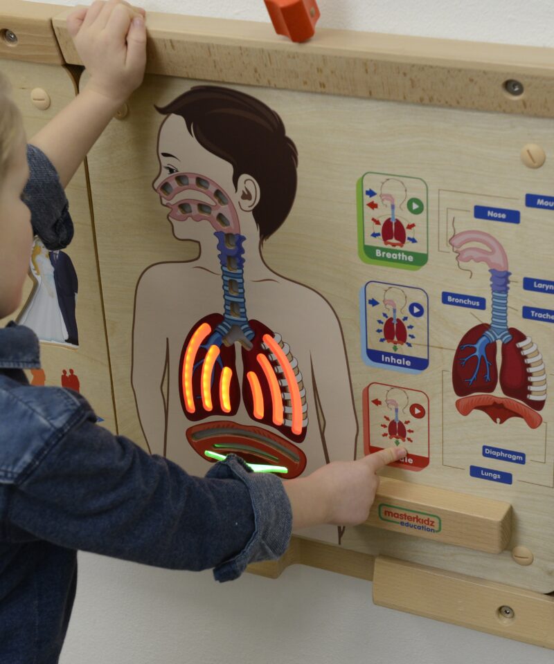 Realistlikud illustratsioonid hingamisteede kohta