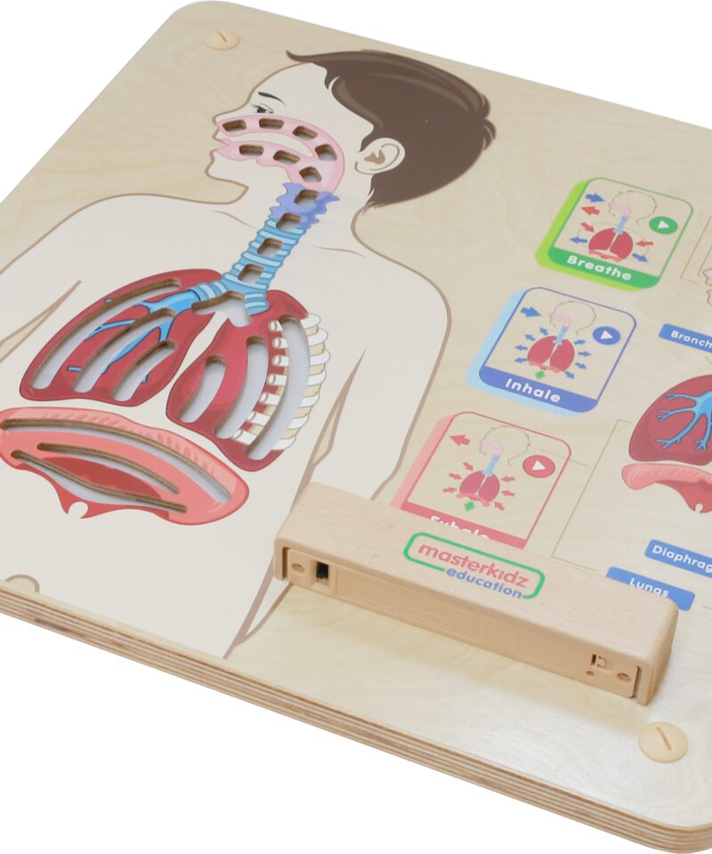 Hingamissüsteemi õppetahvel mängulise õppimise jaoks