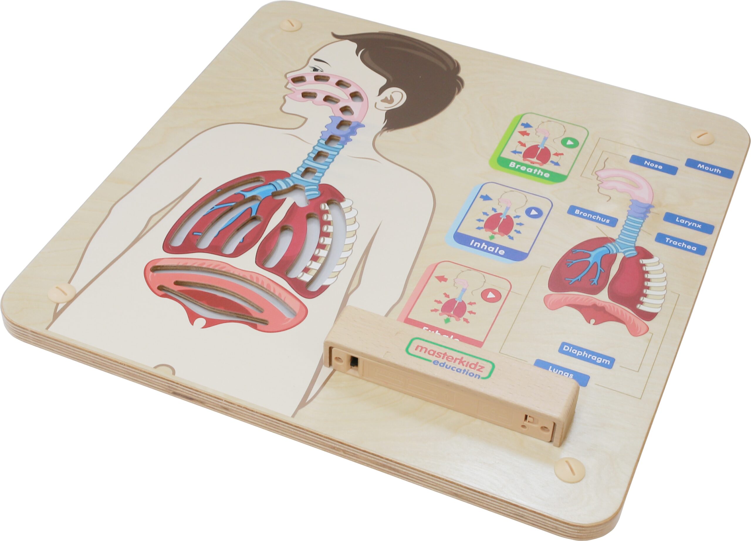 Hingamissüsteemi õppetahvel mängulise õppimise jaoks