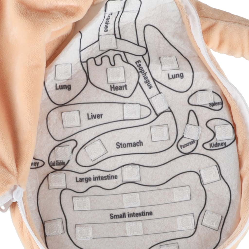 Realistlik inimkeha mudel lastele