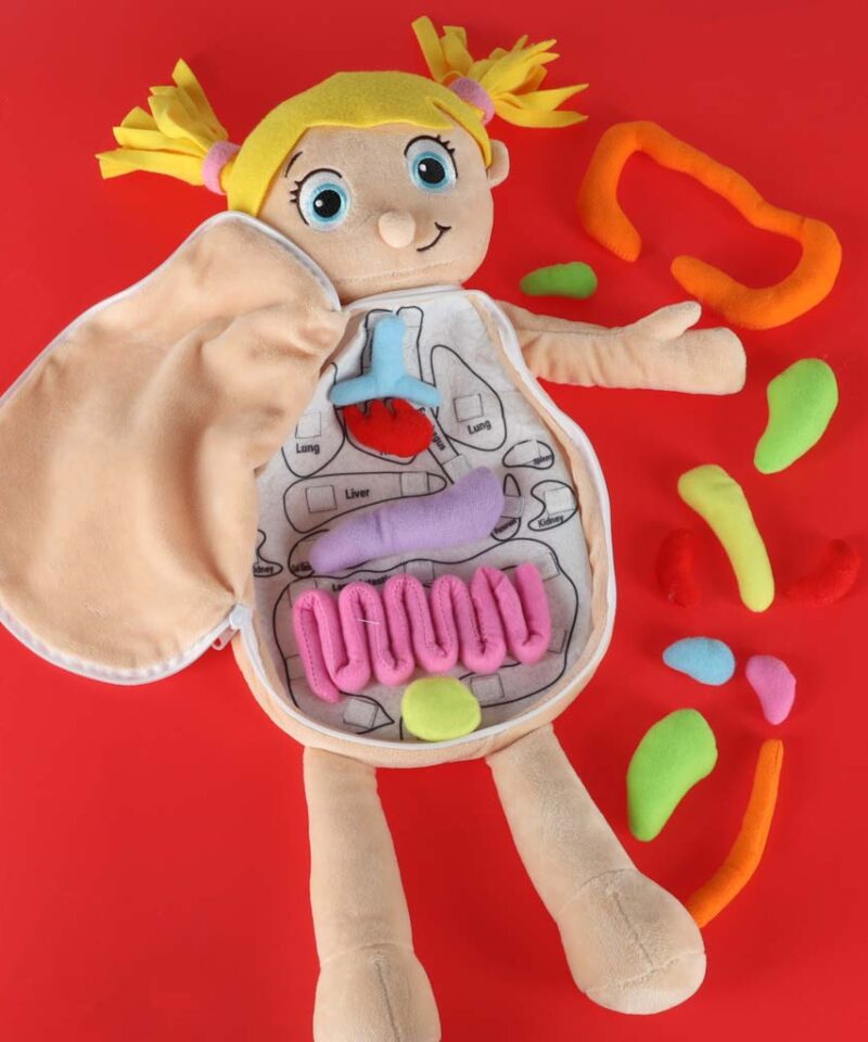 Realistlik inimkeha mudel lastele