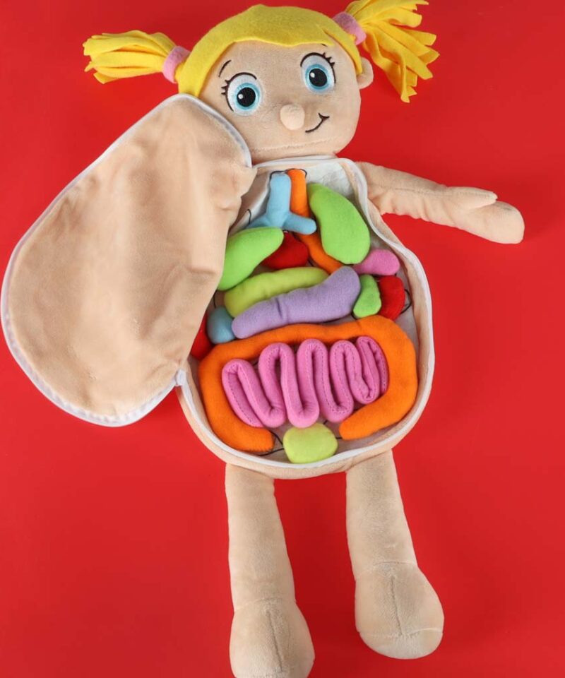 Realistlik inimkeha mudel lastele