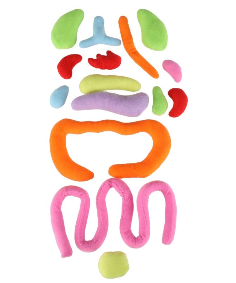 Realistlik inimkeha mudel lastele