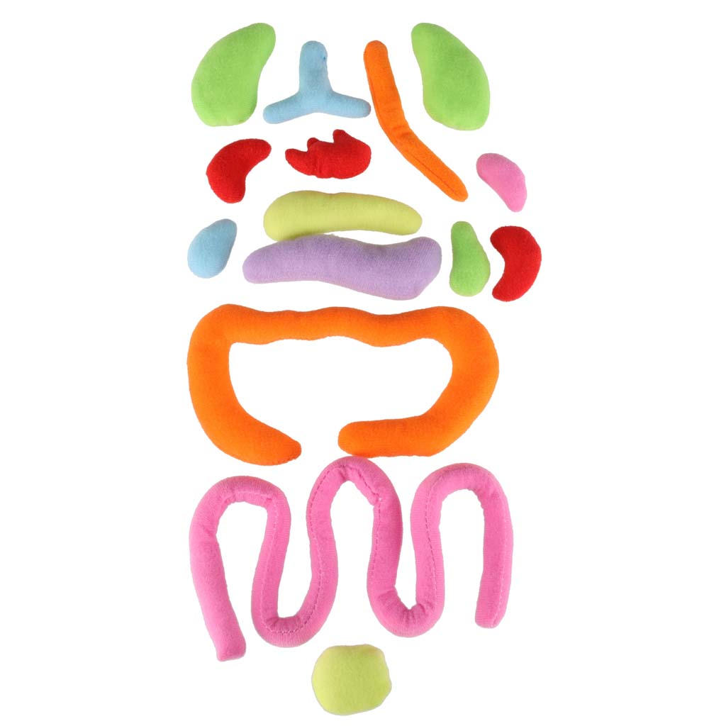 Realistlik inimkeha mudel lastele