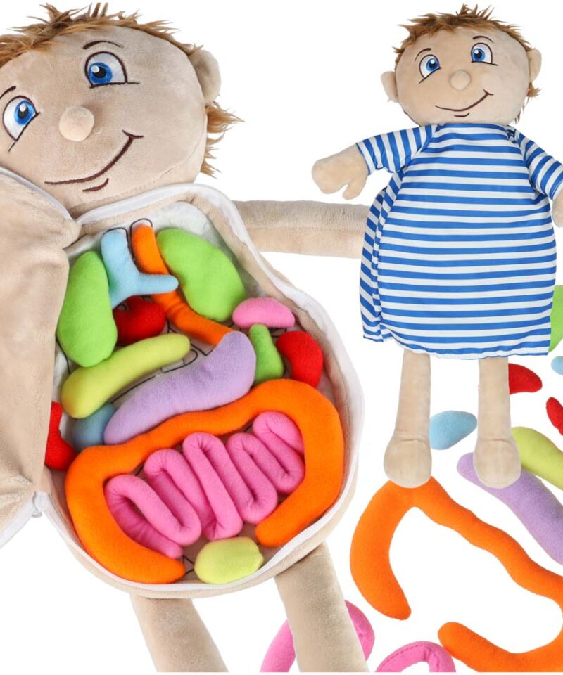 Anatoomia õppimise nukk poiss värviline