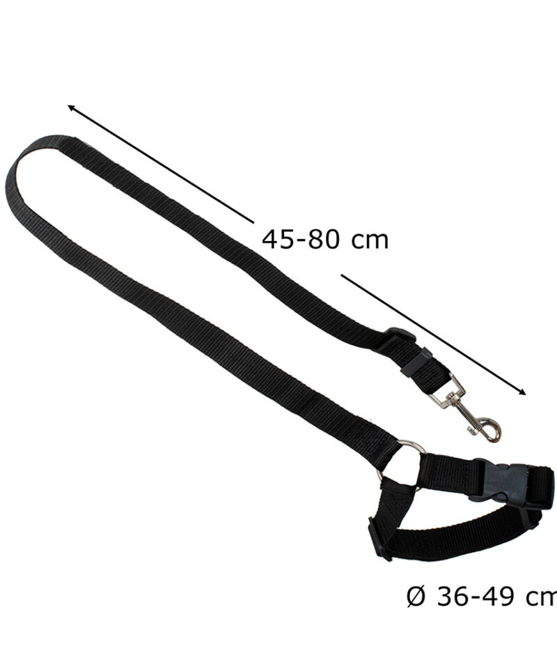 Ohutu reisimine lemmikloomaga