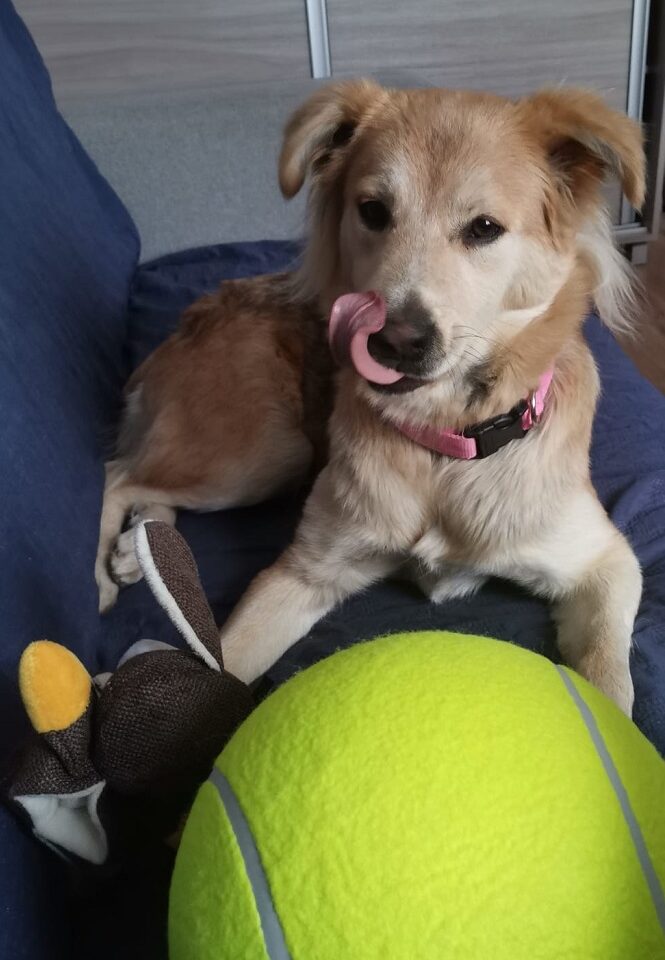 Hiiglaslik tennisepall koerale rõõmuks