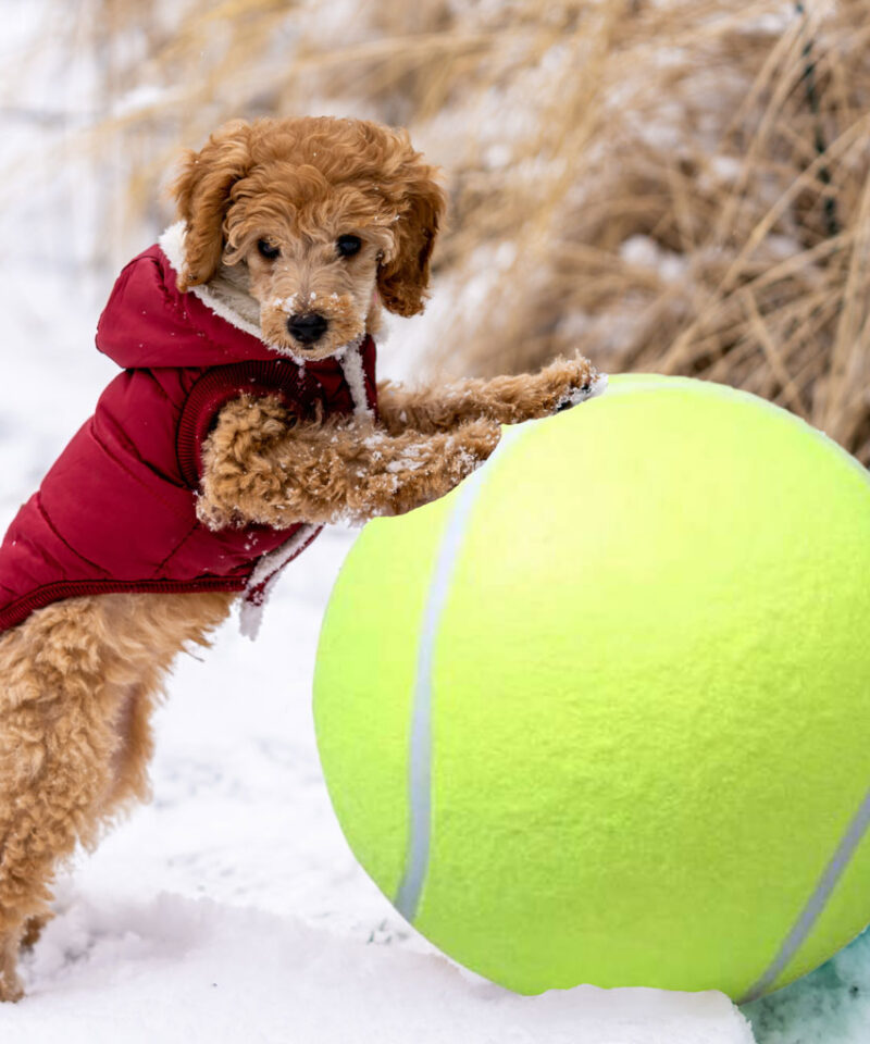 Aktiivsust soodustav hiiglaslik pall