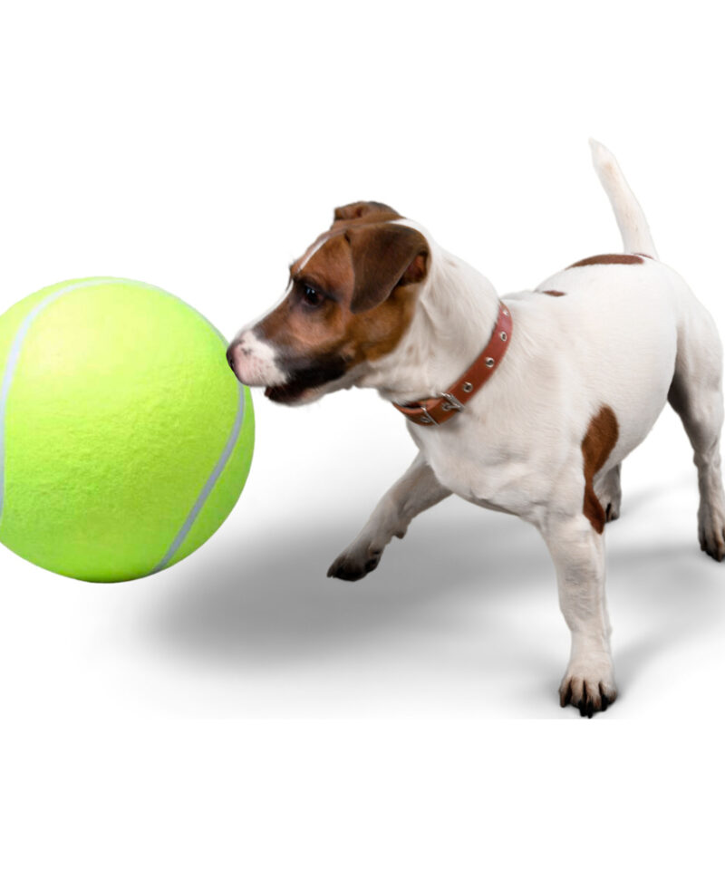 Lõbus ja energiline koeramänguasi