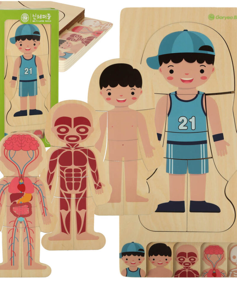 Puidust kihilised anatoomiapusled lastele