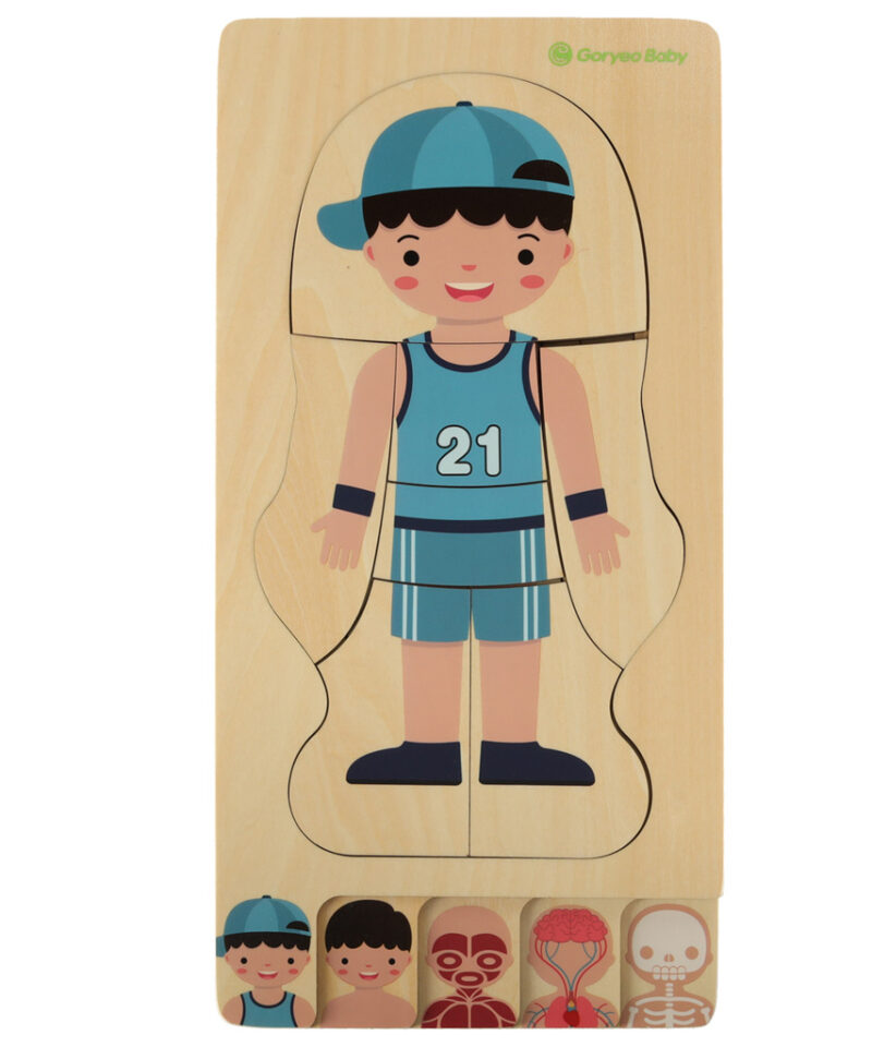 Hariv anatoomiapusle puidust