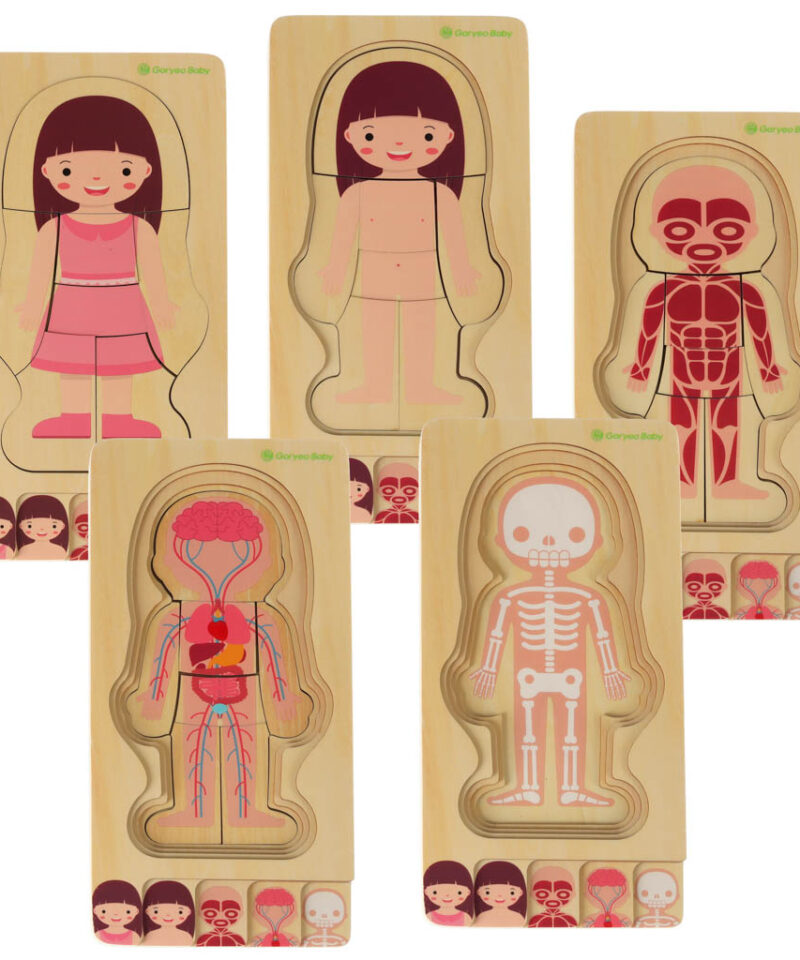 Kihiline puidust pusle anatoomia õppimiseks