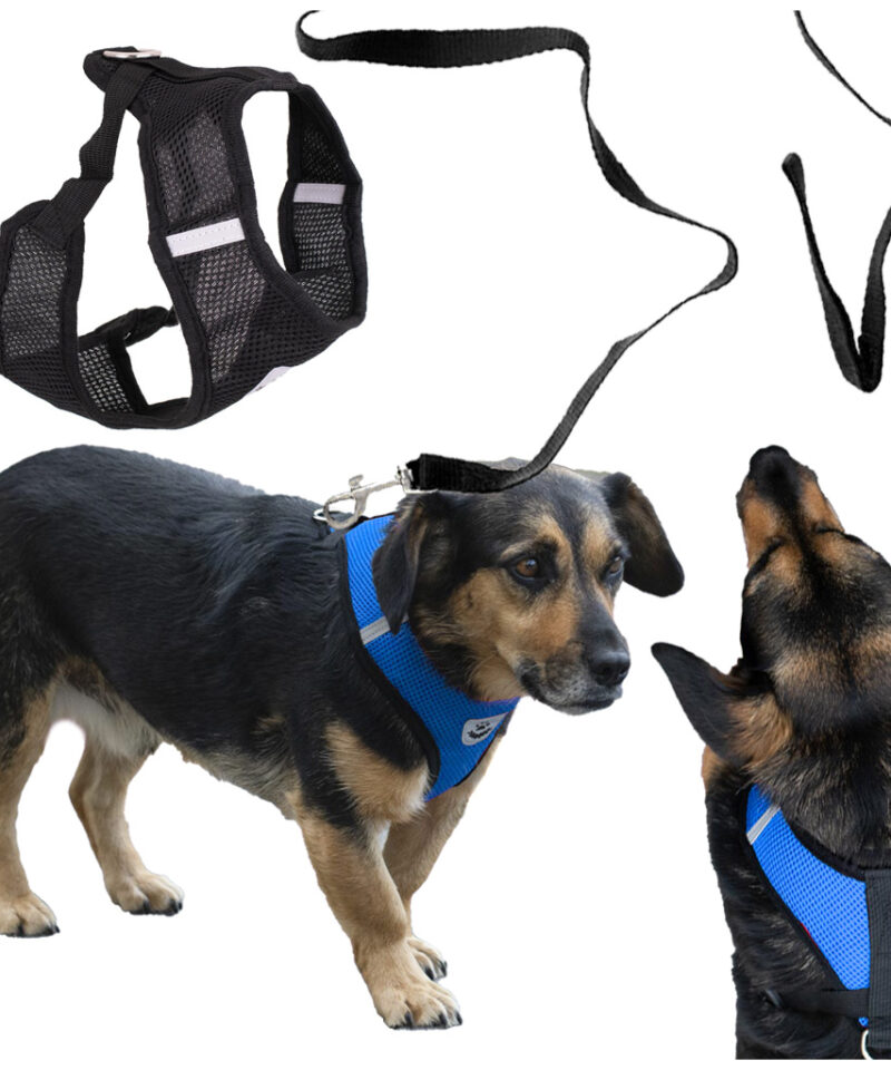 Stiilne lemmiklooma rakmete disain