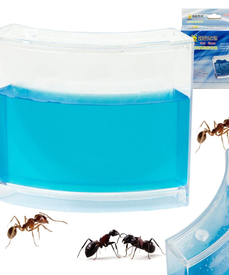 Sipelgate maailma avastamine akvaariumis